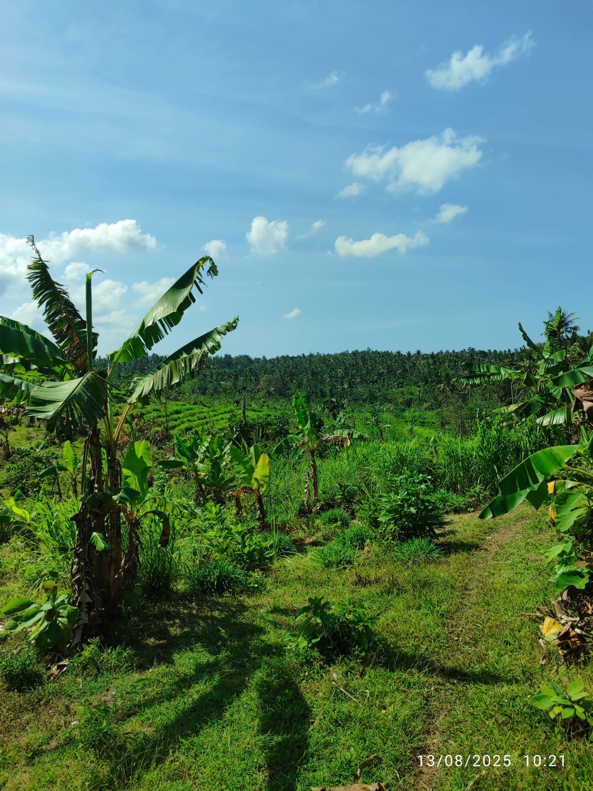 Tanah Lahan Kebun Manistutu, Jembrana